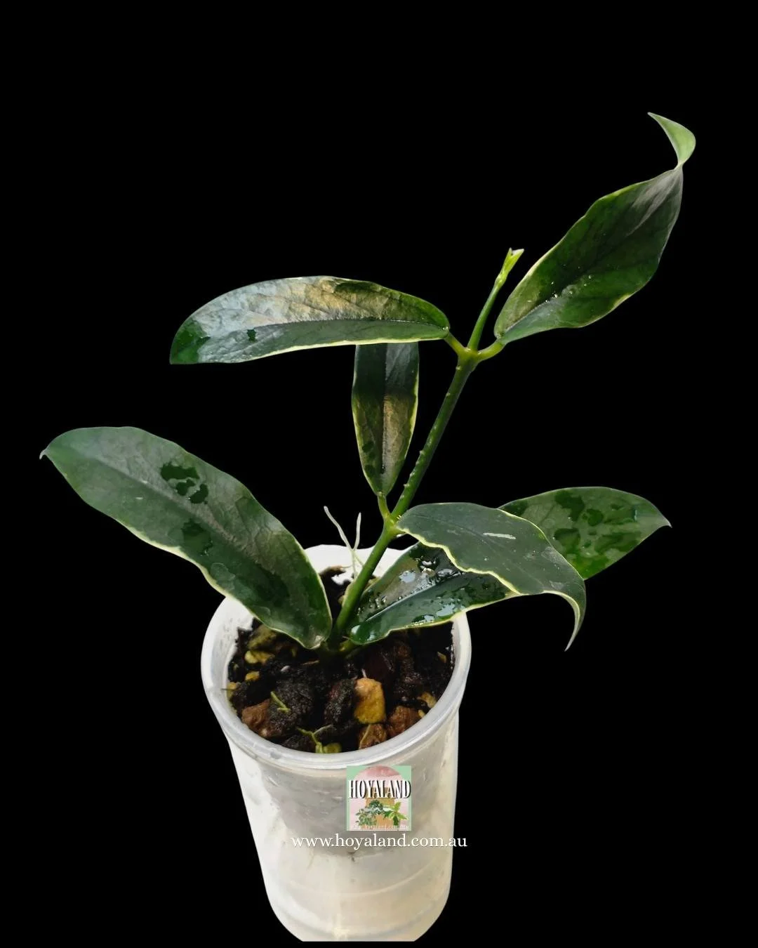 Rare thin leaf variegated Hoya dennisii Frida - Good Variegation